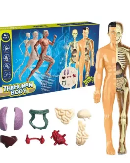 🧠 Jouet Éducatif Corps Humain 3D – Kit Anatomique pour Enfants (6+ ans)